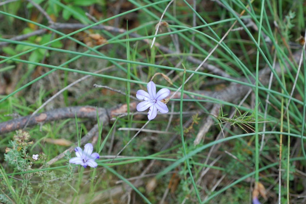 Liliacée -Aphyllanthe de Montpellier (Aphyllanthes monspeliensis) 2008-06-01 - 1