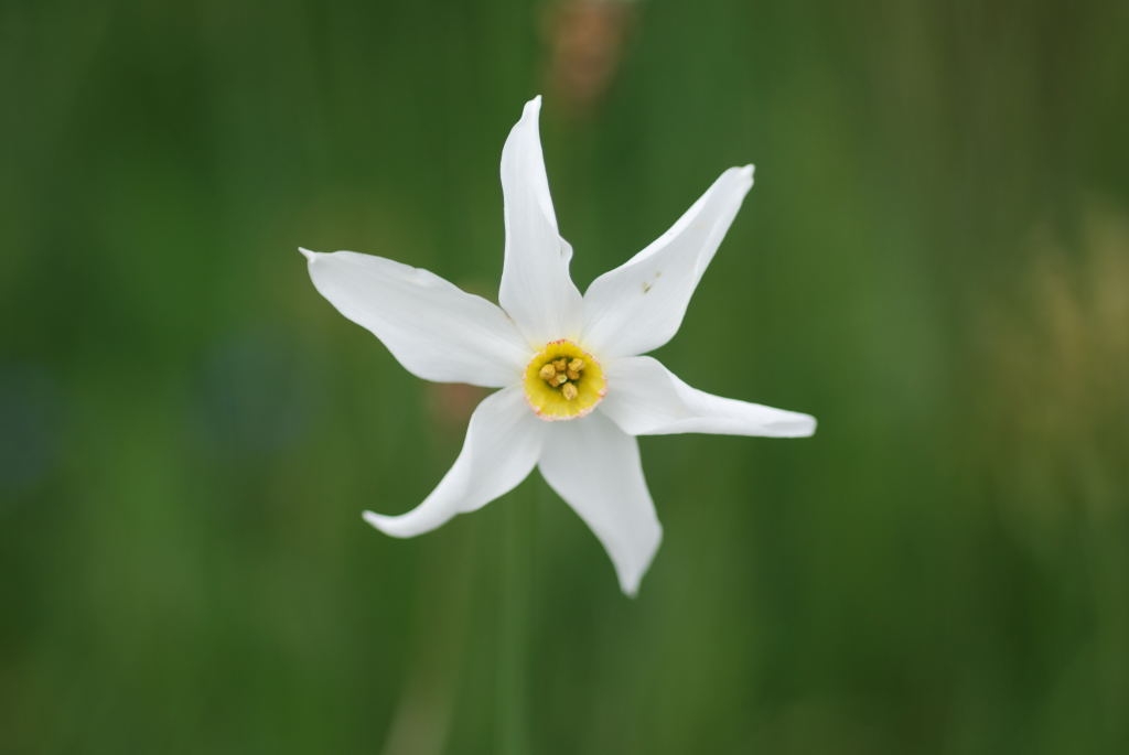 Liliacée - Narcisse des poètes (Narcissus poeticus) 2008-06-11 - 2