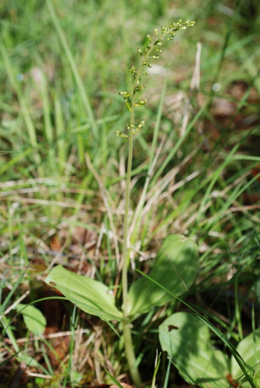 Orchidée - Listera ovale (listera ovata) 2008-05-17 - 1