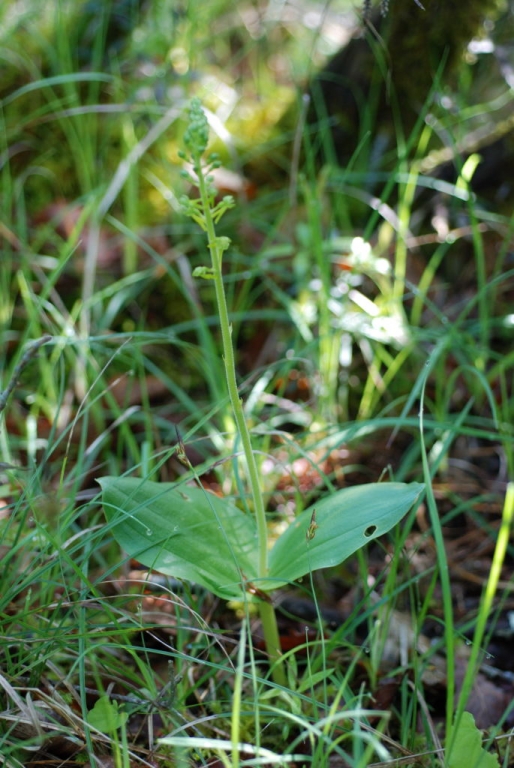 Orchidée - Listera ovale (listera ovata) 2008-05-17 - 2