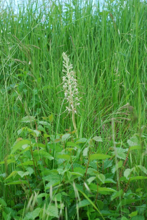 Orchidée - Loroglosse à odeur de bouc (Loroglossum hircinum) 2008-05-17 - 1