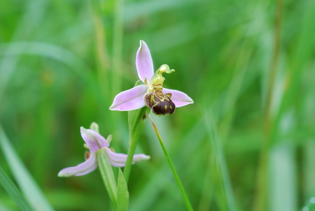 Orchidée - Ophrys abeille (Ophrys apifera) 2008-06-08 - 1