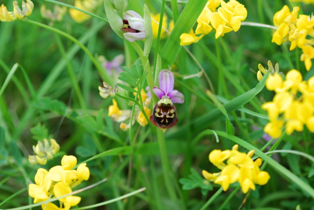 Orchidée - Ophrys abeille (Ophrys apifera) et lotier 2008-05-18