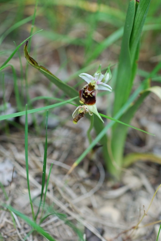 Orchidée - Ophrys frelon (Ophrys arachnites) 2008-05-18 - 1