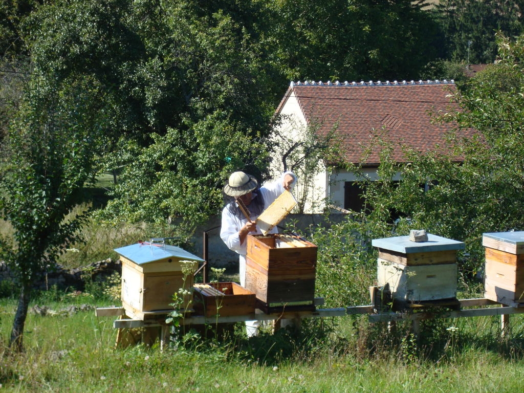 Aout-Récolte miel 2