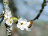 2008-03-29 - Abeille Prunier 4
